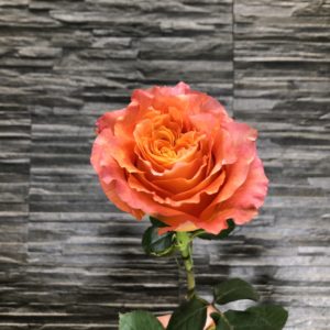 Rose Orange