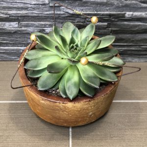 Echeveria