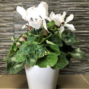 Cyclamen