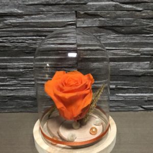 Rose stabilisée Orange